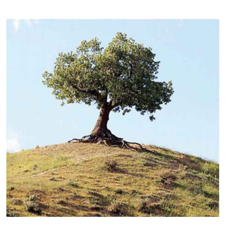 چوب درخت بلوط برای درب ضد سرقت