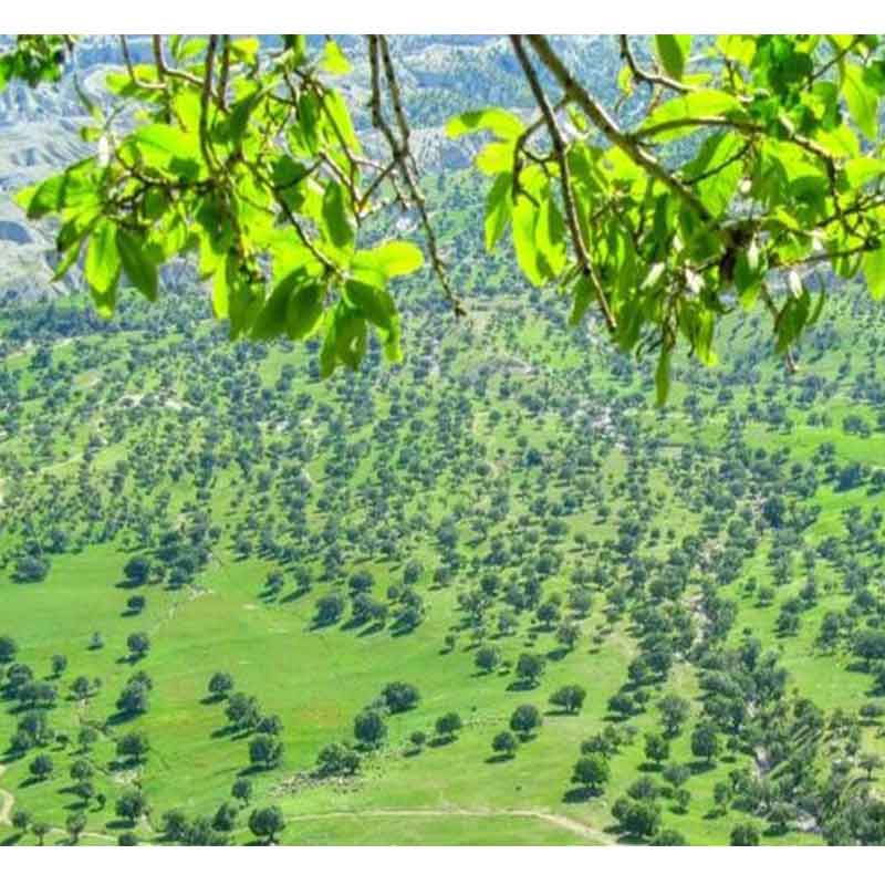 درختان بلوط